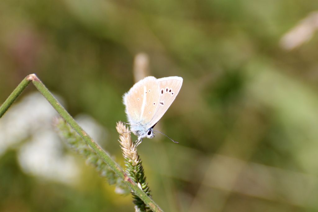 Polyommatus (Agrodiaetus) damon